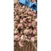 【推薦貨品】河南大蒜！早熟蒜！扒米