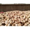 大量提供邳州原皮蒜：大混級、中混級、印尼貨、蒜米料和精品小蒜