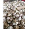 代收斑鳩店蒜黃蒜，蒜米料