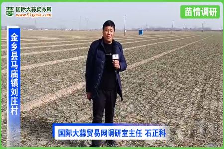 2021年1月份寒潮后金鄉(xiāng)大蒜苗情調(diào)查 (3159播放)