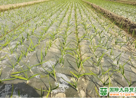 寒潮過(guò)后，蒜苗你還好嗎？ ()