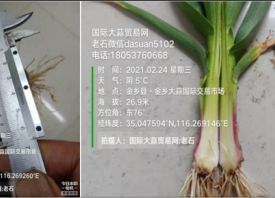 氣候反復(fù)無(wú)常、大蒜長(zhǎng)勢(shì)有何影響？ ()