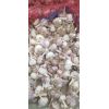 本公司大量供應(yīng)大名蒜種，蒜黃，蒜米料，蒜薹等……
