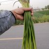 冷庫(kù)預(yù)定中，代收，代存，金鄉(xiāng)蒜苔
