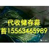 大量供應(yīng)儲(chǔ)存金鄉(xiāng)蒜苔