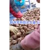 《蒜友代辦》成信第一服務至上