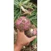 聊城二紅洋蔥，大蒜，代收，代存
