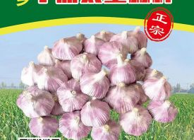 618來了！金鄉(xiāng)太空蒜種讓利了！ ()