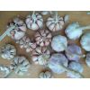 大量供應(yīng)商河大青稞蒜種，四六瓣脫水蒜13256143076