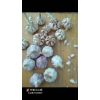 大量供應(yīng)白橋大青稞蒜種，四六瓣脫水蒜13256143076