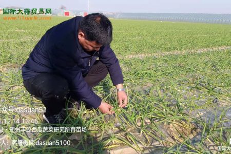 2021年12月14日大蒜產(chǎn)區(qū)苗情調(diào)研 (1596播放)