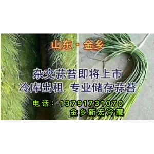 專業(yè)儲(chǔ)存金鄉(xiāng)蒜苔、冷庫出租、位置好
