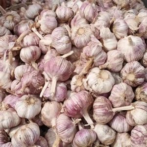 杞縣大蒜產(chǎn)地歡迎廣大老板前來采購，13937808849老趙