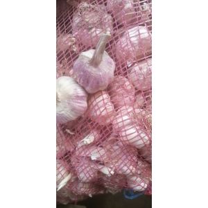 本人大量提供紫皮早熟蒜，鮮蒜