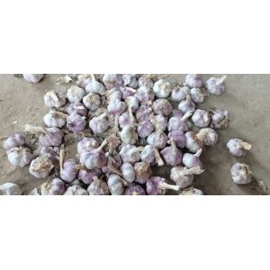 本人大量提供紫皮早熟蒜，米料，印尼，大混