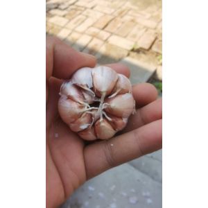 本人大量供應(yīng)大青稞蒜種，4/6瓣