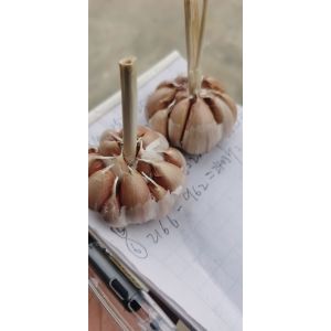 濟南大青稞蒜種   代辦