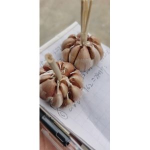 濟南大青稞蒜種   代辦