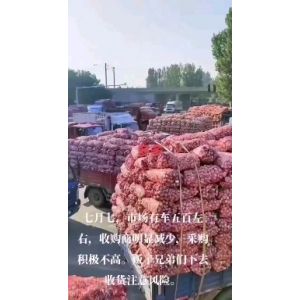 本人大量提供紫皮早熟蒜，米料，印尼，大混