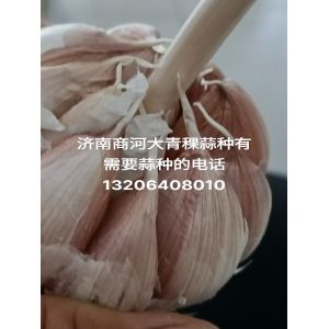 出售，濟南商河大青稞蒜種