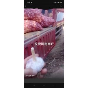 本人大量提供。大蒜。蒜種。蒜黃料
