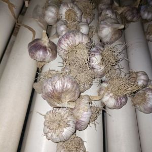 供應(yīng)莘縣青稞蒜種，代發(fā)全國