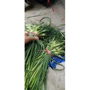 供應(yīng)蒜苔，大蒜
