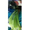 優(yōu)質(zhì)蒜苔，庫(kù)內(nèi)待售