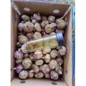 大蒜，各種規(guī)格產地精加工包裝出口南亞