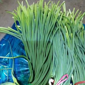 優(yōu)質(zhì)蒜苔火熱銷售中。