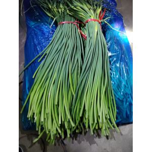 商河優(yōu)質紅帽蒜苔