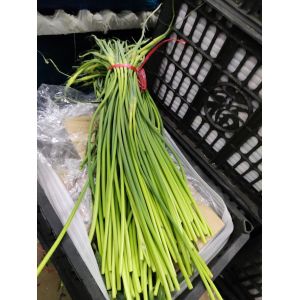 商河優(yōu)質紅帽蒜苔