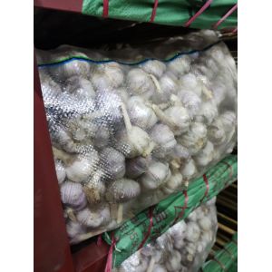 大量供應雜交紫皮大蒜