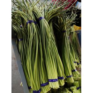 大量供應商河優(yōu)質紅帽蒜苔