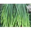 蒜苔 平度仁兆蒜薹4月中旬大量上市，有需要老板提前聯(lián)系