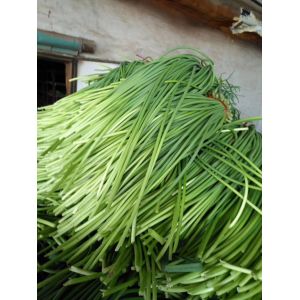 金鄉(xiāng)蒜薹即將大量上市，行情咨詢冷庫(kù)預(yù)定中