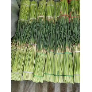 本人大量提供紅帽蒜苔，，電商