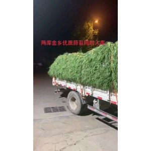 金鄉(xiāng)蒜薹即將大量上市，冷庫(kù)預(yù)定中