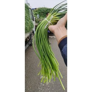 代收儲(chǔ)存金鄉(xiāng)蒜薹，冷庫(kù)出租可配資