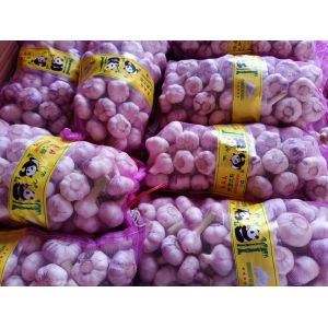 大量供應(yīng)淮陽(yáng)扒皮鮮蒜，個(gè)頭大，成熟度好