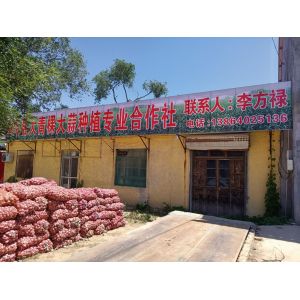 白橋大青棵優(yōu)質品牌大蒜