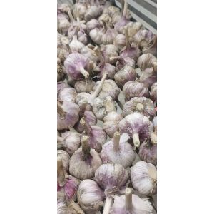 濟南大青稞蒜種，蒜米料，印尼，脫水