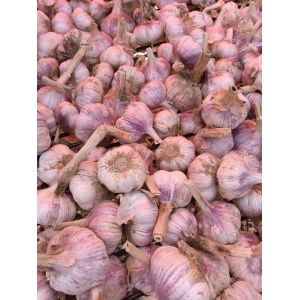杞縣路路發(fā)大蒜收購處