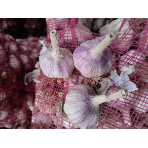 本人大量供應(yīng)濟(jì)南大青顆蒜種，蒜米料，四六瓣