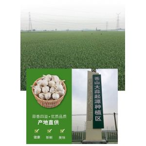 蒼山白皮四六瓣大蒜常年大貨供應 價格有優(yōu)勢 質(zhì)量有保證！