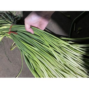 魚城好二級(jí)白苔1.5元  有20噸