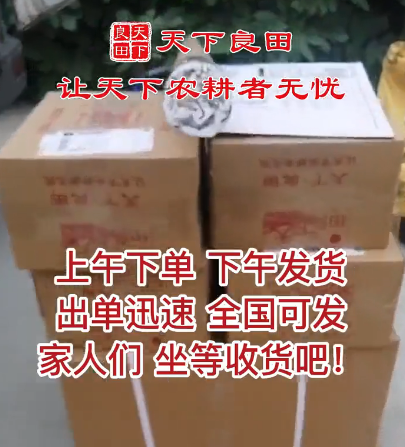 上午下單，下午發(fā)貨，出單迅速 ()
