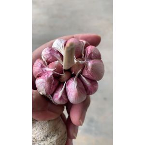 供應(yīng)大蒜，加工出口大蒜