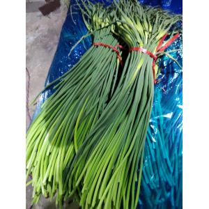 大量供應(yīng)商河優(yōu)質(zhì)紅帽，白帽蒜苔