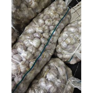 本人供應(yīng)商河優(yōu)質(zhì)紫皮雜交大蒜